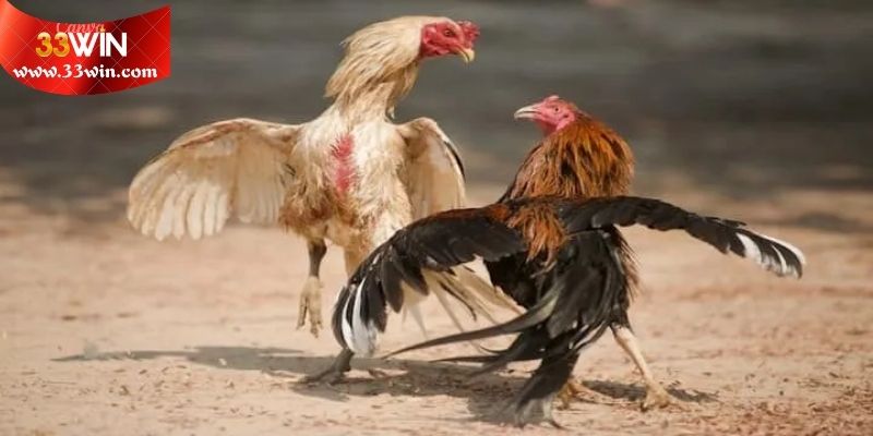 Bí quyết đọc vị tỷ lệ cược cực chuẩn